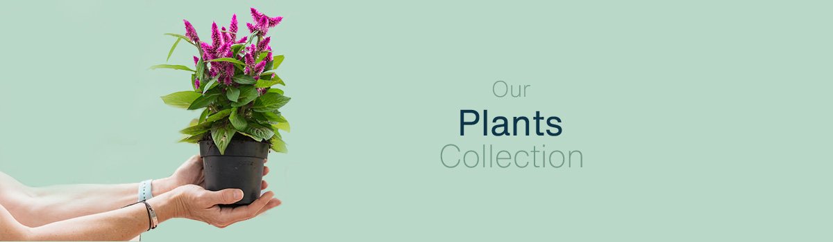 Cascais Pot Növények/kosarak