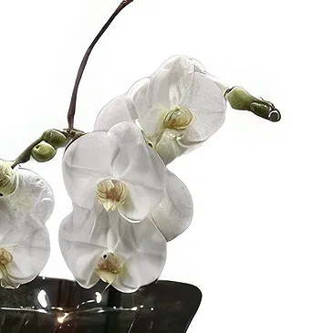 Isfara flowers  -  VIP Care Package Flower Bouquet/Arrangement