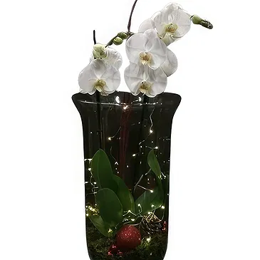Isfara flowers  -  VIP Care Package Flower Bouquet/Arrangement