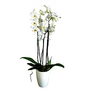 Portugal online Florist - Multicolor Arrangement Bouquet