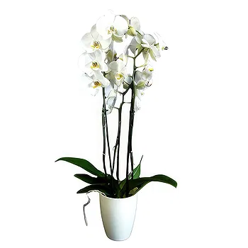 Portugal flowers  -  Multicolor Arrangement Flower Delivery