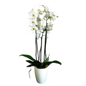 Portugal flowers  -  Multicolor Arrangement Flower Bouquet/Arrangement