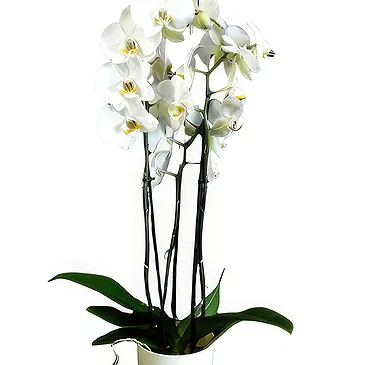 Portugal flowers  -  Multicolor Arrangement Flower Bouquet/Arrangement