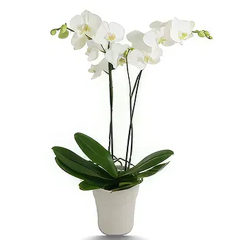 Hatem flowers  -  White Grace Flower Delivery