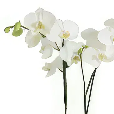 Hatem flowers  -  White Grace Flower Bouquet/Arrangement