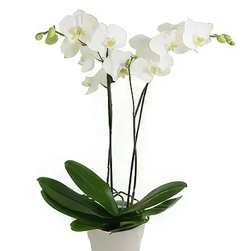 Hatem flowers  -  White Grace Flower Bouquet/Arrangement
