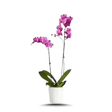 Hatem flowers  -  New Day Flower Bouquet/Arrangement