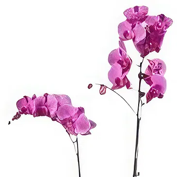 Hatem flowers  -  New Day Flower Bouquet/Arrangement