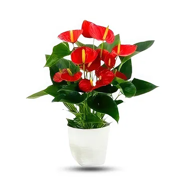 Hatem flowers  -  Shiny Heart Flower Bouquet/Arrangement