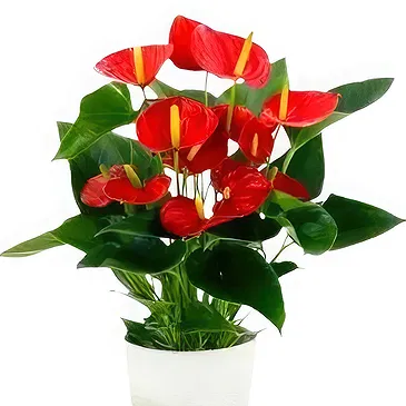 Hatem flowers  -  Shiny Heart Flower Bouquet/Arrangement
