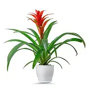 Hatem online Florist - Soft Green Bouquet