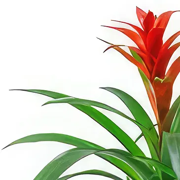 Hatem flowers  -  Soft Green Flower Bouquet/Arrangement