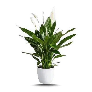 Hatem flowers  -  Green Palm Flower Delivery