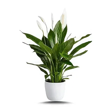 Hatem flowers  -  Green Palm Flower Bouquet/Arrangement