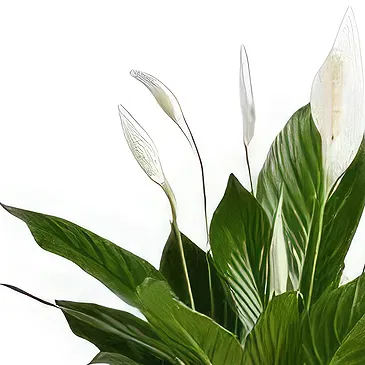 Hatem flowers  -  Green Palm Flower Bouquet/Arrangement