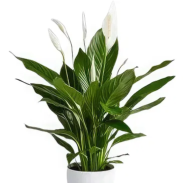 Hatem flowers  -  Green Palm Flower Bouquet/Arrangement