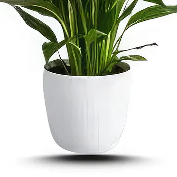Hatem flowers  -  Green Palm Flower Bouquet/Arrangement