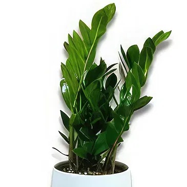 Hatem flowers  -  Tropical Elegance Flower Bouquet/Arrangement