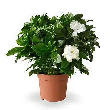 Hatem flowers  -  Fragrant Addition Flower Bouquet/Arrangement