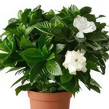 Hatem flowers  -  Fragrant Addition Flower Bouquet/Arrangement