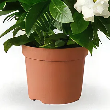 Hatem flowers  -  Fragrant Addition Flower Bouquet/Arrangement