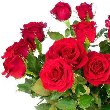 Oman flowers  -  Bunch of 18 Red Roses Flower Bouquet/Arrangement