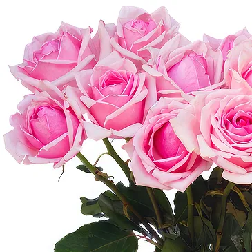 Oman flowers  -  15 pink roses with vase Flower Bouquet/Arrangement