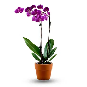 Oman flowers  -  Dark purple orchid plant Flower Bouquet/Arrangement