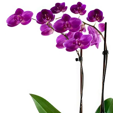 Oman flowers  -  Dark purple orchid plant Flower Bouquet/Arrangement