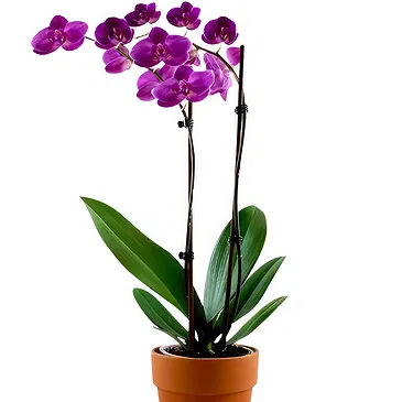 Oman flowers  -  Dark purple orchid plant Flower Bouquet/Arrangement