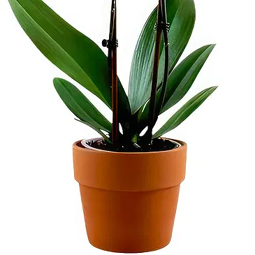 Oman flowers  -  Dark purple orchid plant Flower Bouquet/Arrangement