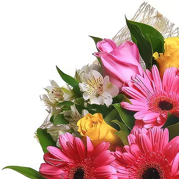 Oman flowers  -  Bouquet of pink gerberas and white alstromeri Flower Bouquet/Arrangement
