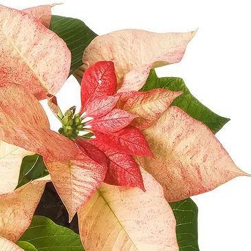 Oman flowers  -  Arrangement of pink poinsettias in basket Flower Bouquet/Arrangement