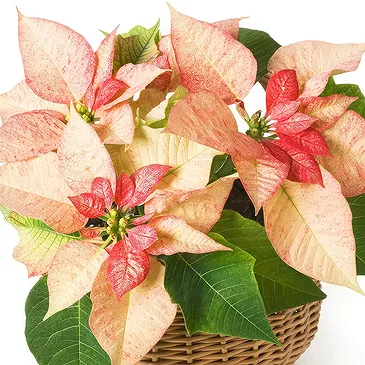 Oman flowers  -  Arrangement of pink poinsettias in basket Flower Bouquet/Arrangement