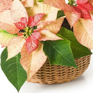 Oman flowers  -  Arrangement of pink poinsettias in basket Flower Bouquet/Arrangement