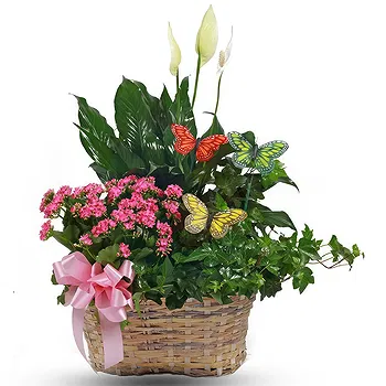 Thailand flowers  -  Arrangement of blooming plants Flower Delivery