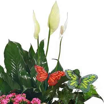 fiorista fiori di Tutte le altre città- Disposizione delle piante in fiore Bouquet floreale