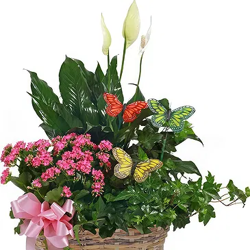 fiorista fiori di Tutte le altre città- Disposizione delle piante in fiore Bouquet floreale
