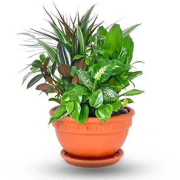 Enterprise flowers  -  Composition of green plants Flower Bouquet/Arrangement