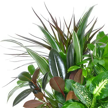 Enterprise flowers  -  Composition of green plants Flower Bouquet/Arrangement