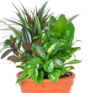 Enterprise flowers  -  Composition of green plants Flower Bouquet/Arrangement