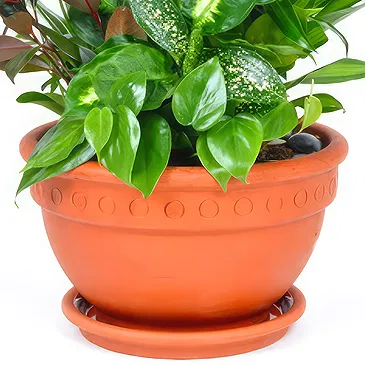 Enterprise flowers  -  Composition of green plants Flower Bouquet/Arrangement