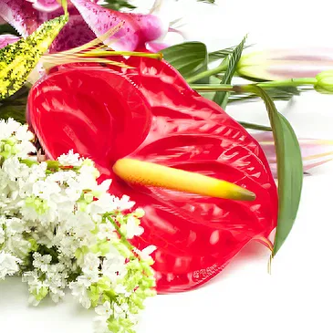 Ariz flowers  -  Bunch with anthurium flower Flower Bouquet/Arrangement
