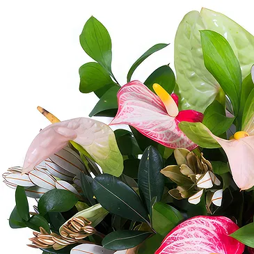 Metlika bunga- Sejambak bunga anthurium merah jambu Sejambak/gubahan bunga