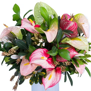 Metlika bunga- Sejambak bunga anthurium merah jambu Sejambak/gubahan bunga
