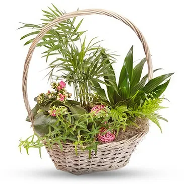 Queensborough / Tunbridge flowers  -  Basket of green plants Flower Bouquet/Arrangement