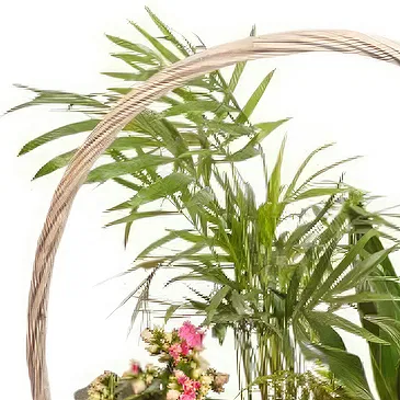 Queensborough / Tunbridge flowers  -  Basket of green plants Flower Bouquet/Arrangement