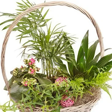 Queensborough / Tunbridge flowers  -  Basket of green plants Flower Bouquet/Arrangement