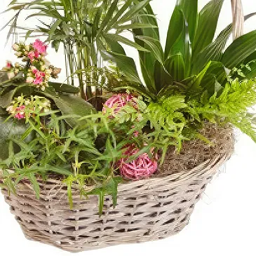 Queensborough / Tunbridge flowers  -  Basket of green plants Flower Bouquet/Arrangement