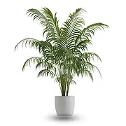 Oman online Florist - Kentia plant Bouquet